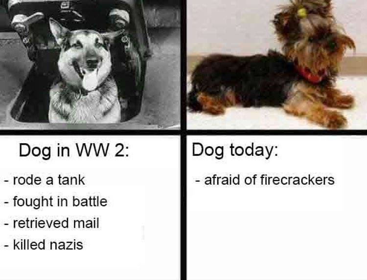 Doggo Nazi Killinmachine.jpg