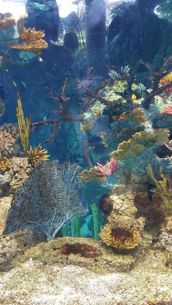 Aquarium 2.jpg
