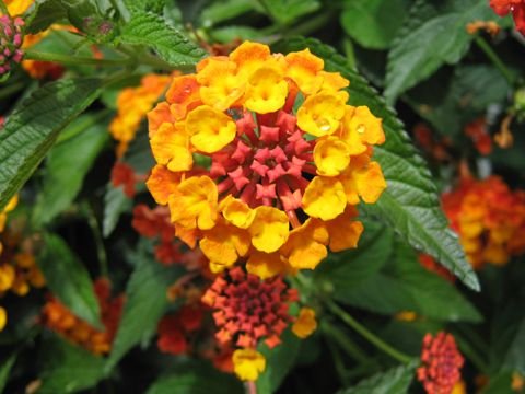 lantana-160007.jpg