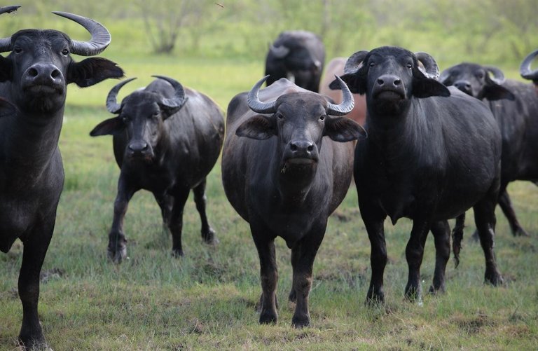 waterbuffalo.jpg