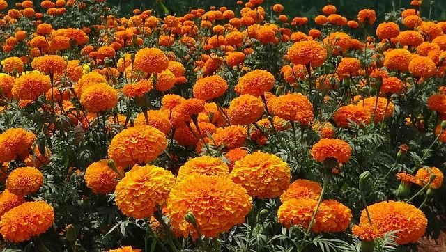 marigold-320668_640.jpg