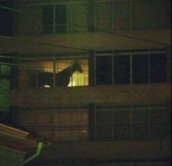 horse-apartment.jpg