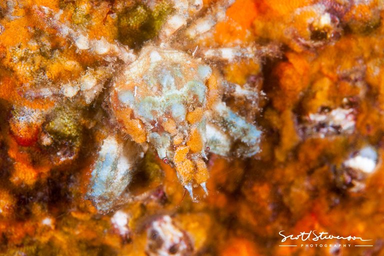 Decorator Crab-1.jpg