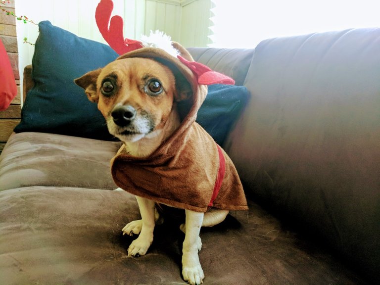 reindeer-dog.jpg