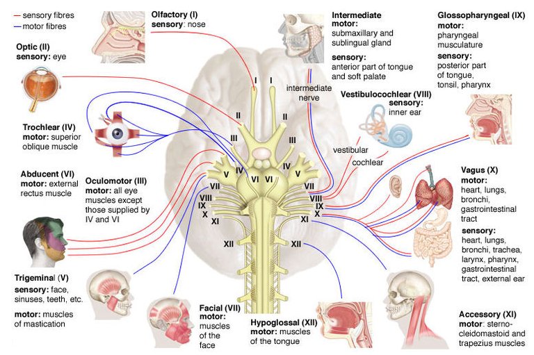 cranial nerves chart.jpg