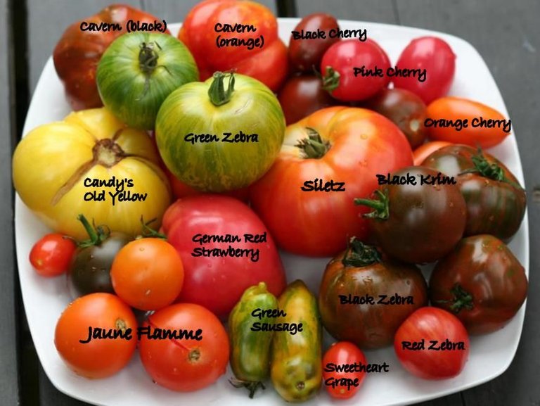 Winter-tomatoes.jpg