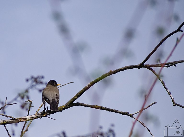 Tree Bird 19.jpg