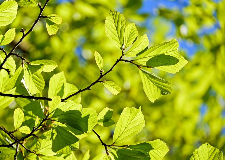 persian-oak-wood-3064187_1920.jpg