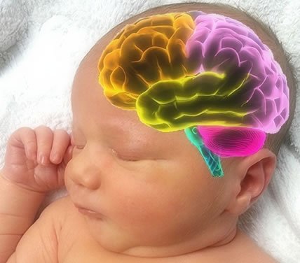 Babys Brain.jpg
