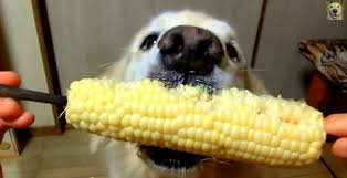 corn on the cob dog.jpg