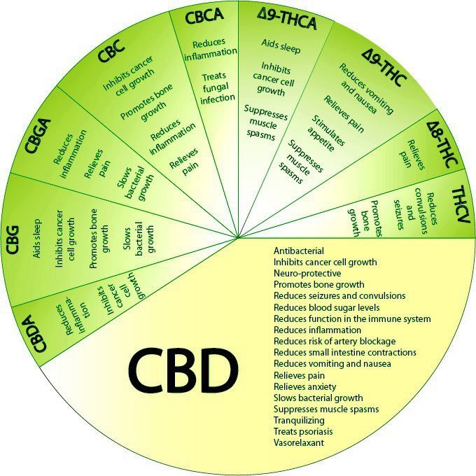 CBD health.jpg