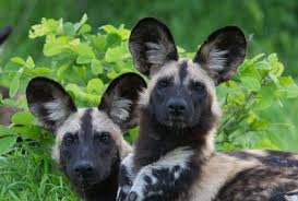 Wild Dogs 1.jpg