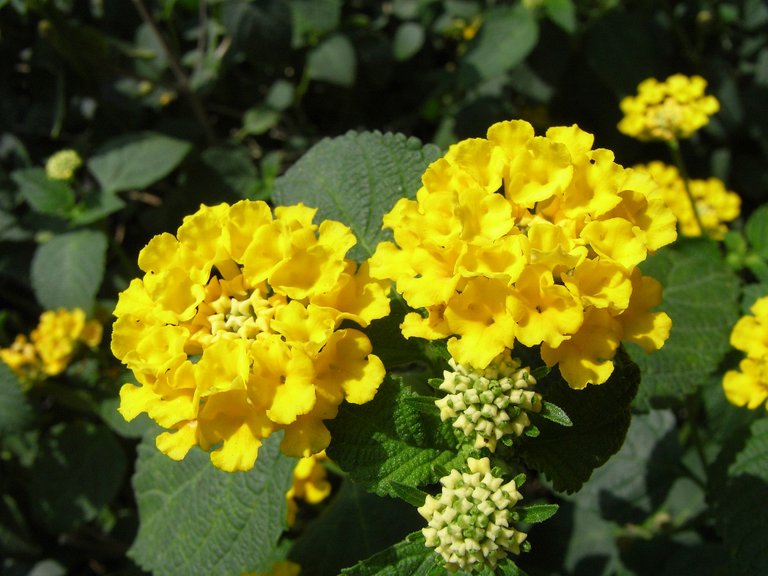 lantana-camara-2721300_1920.jpg