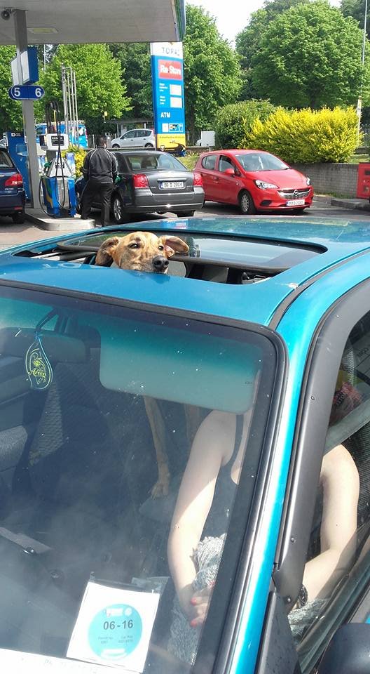 sunroof dog.jpg