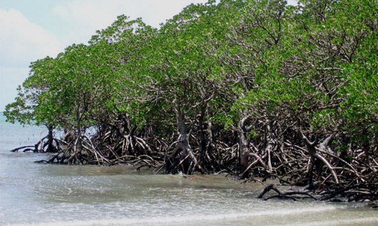 mangrove_c1284787_1514_817.jpg