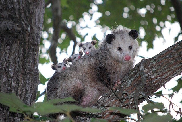 possum-1802326_640.jpg