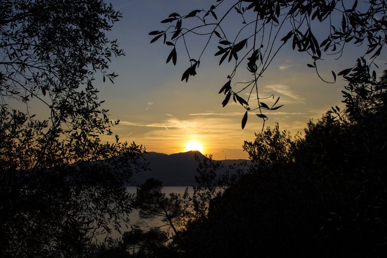 tramonto-ulivi-liguria.jpg