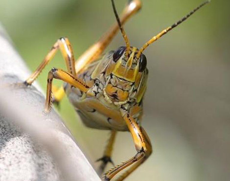 grasshopper8.jpg