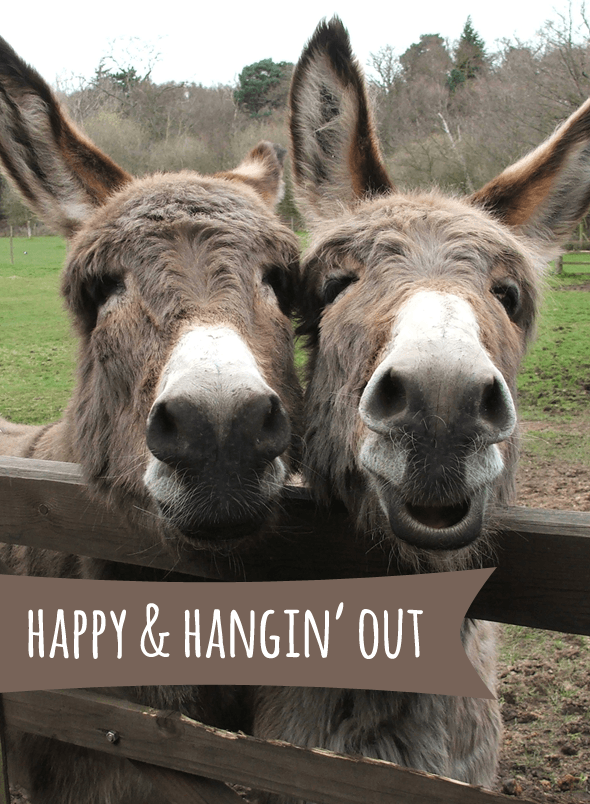 Come-and-visit-us.-Photo-copyright-of-The-Donkey-Sanctuary.png