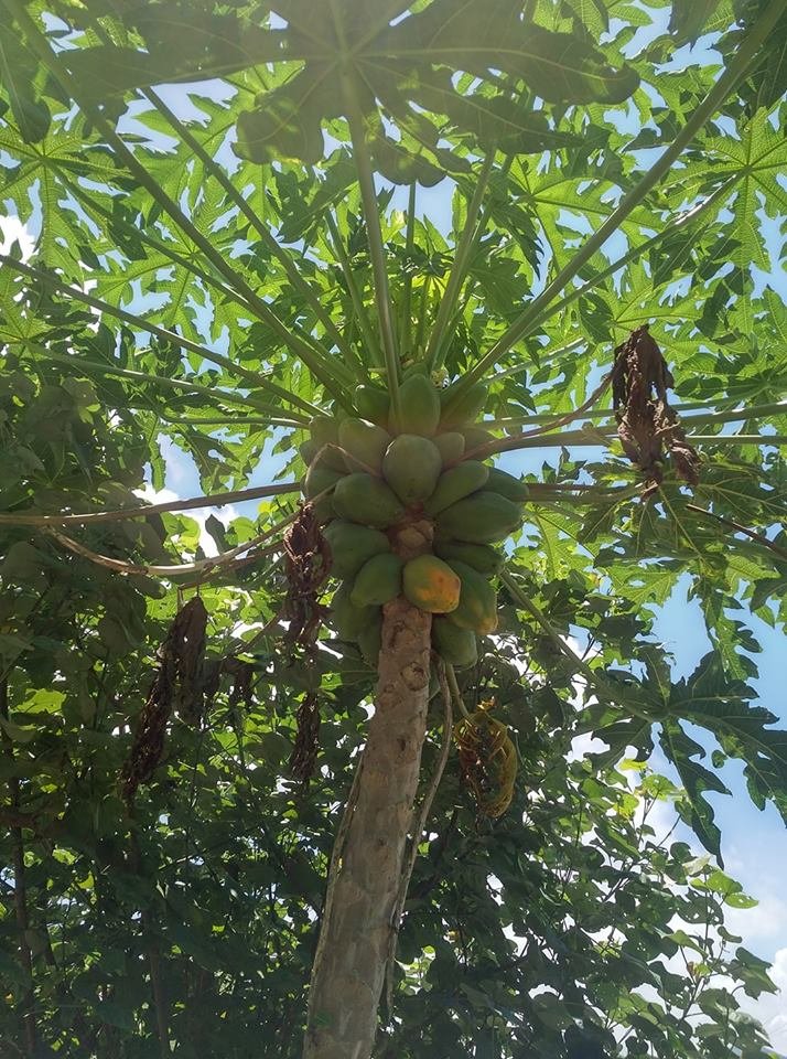 Papaya tree.jpg