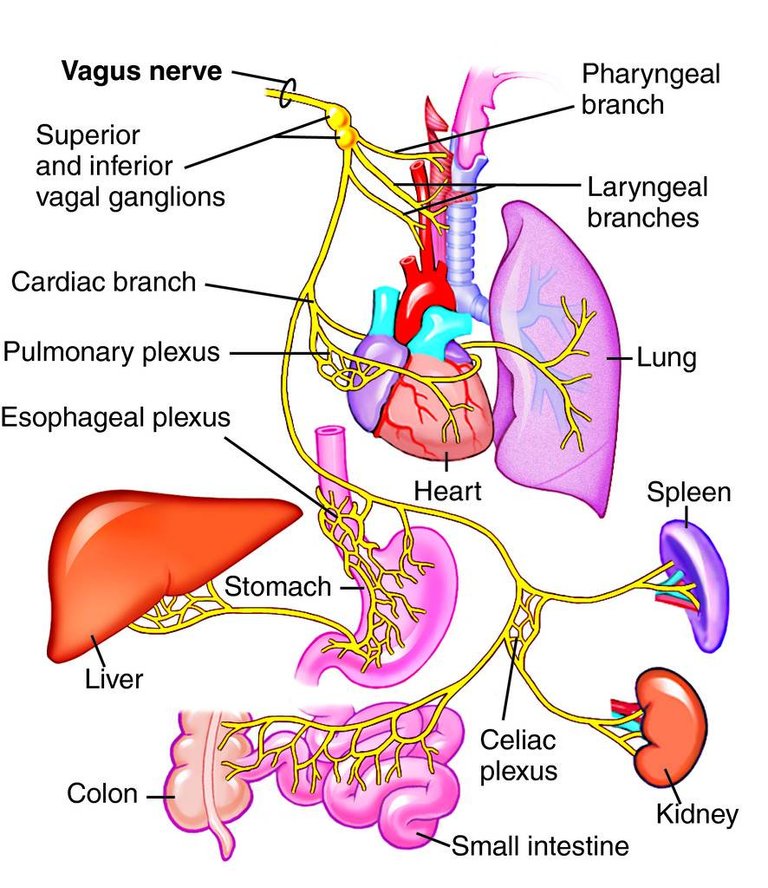 vagus_nerve.jpg