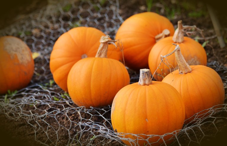 food-pasture-pumpkin-209515.jpg