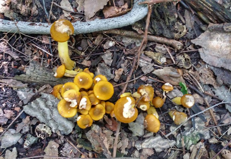 mushroom yellow3.jpeg