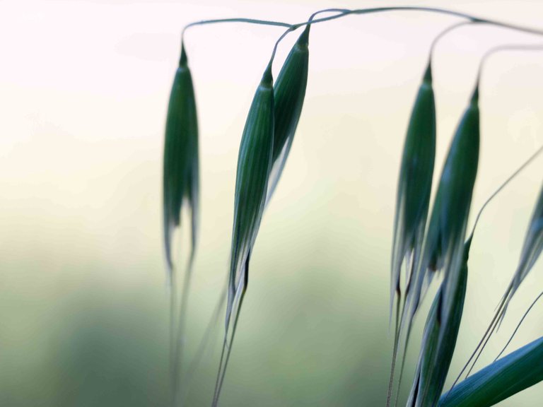 Hanging Green Grass.jpg