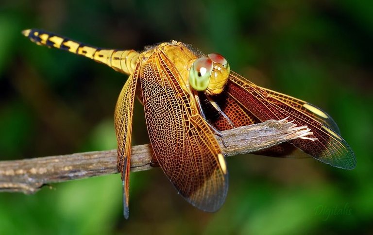 DSC_1373.JPG