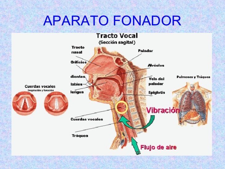 aparato fonador.jpg