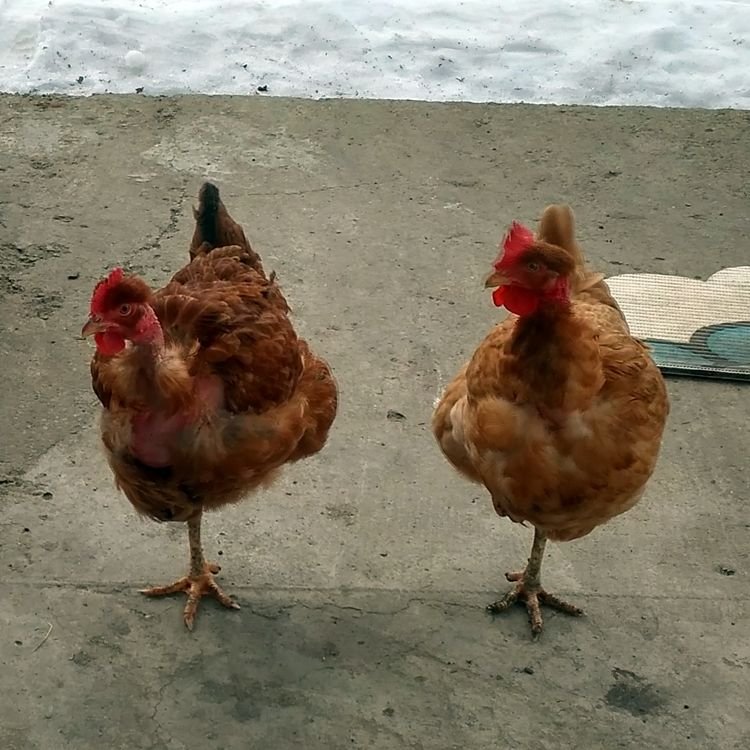two chickens.jpg