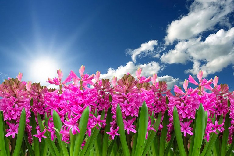 Flower Nature Plant Hyacinth Spring Spring Flower.jpg