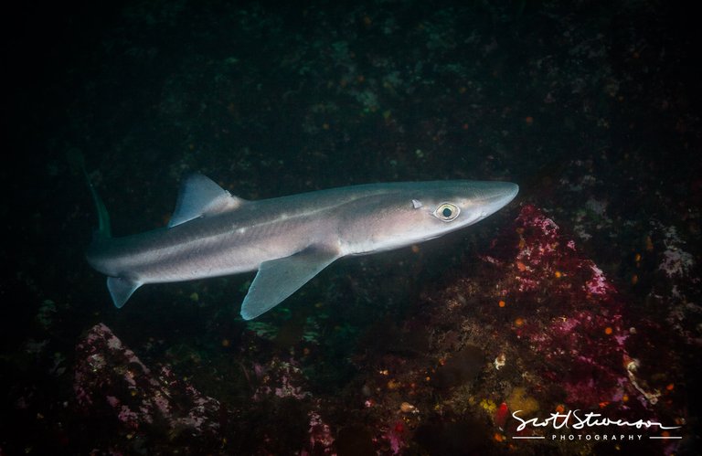 Pacific Spiny Dogfish-5.jpg
