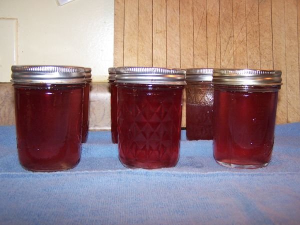 Violet Jelly  crop April 2016.jpg