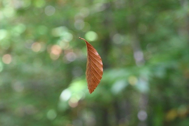 suspended-leaf-3166771_640.jpg