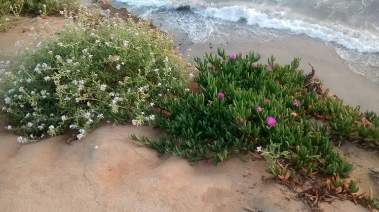 Beautiful flowers grow along the cliff's edge.