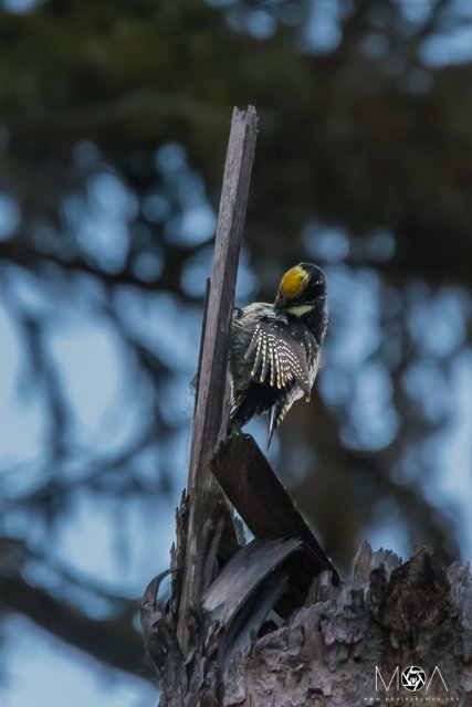 American Three-toed Woodpecker-2.jpg