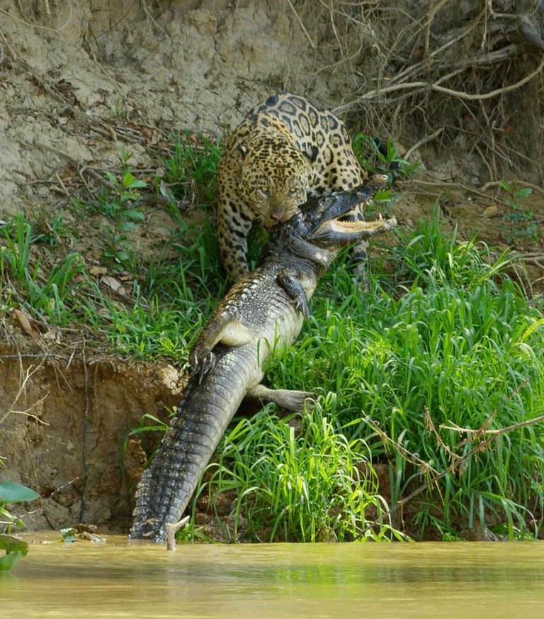 jaguar vs caiman.jpg