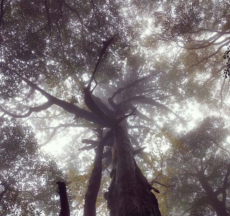 yakushima-tree.jpg