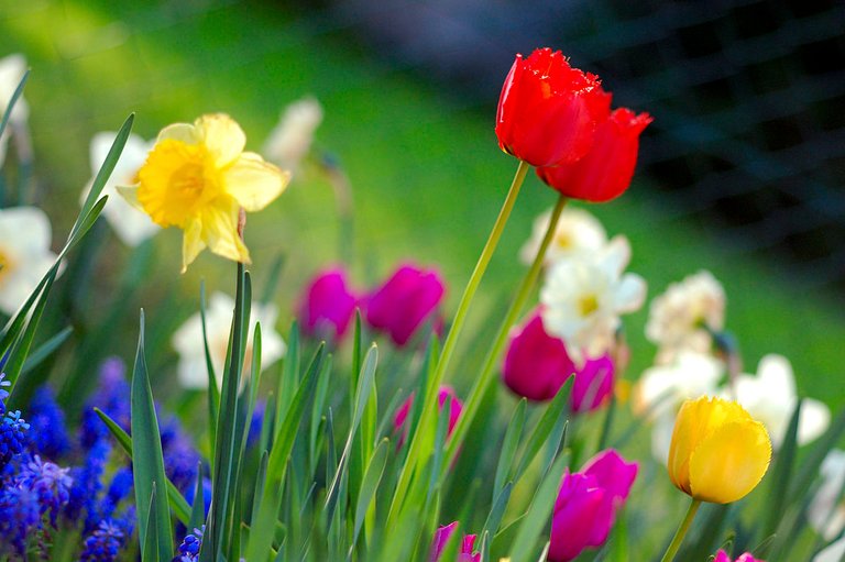 1200px-Colorful_spring_garden.jpg