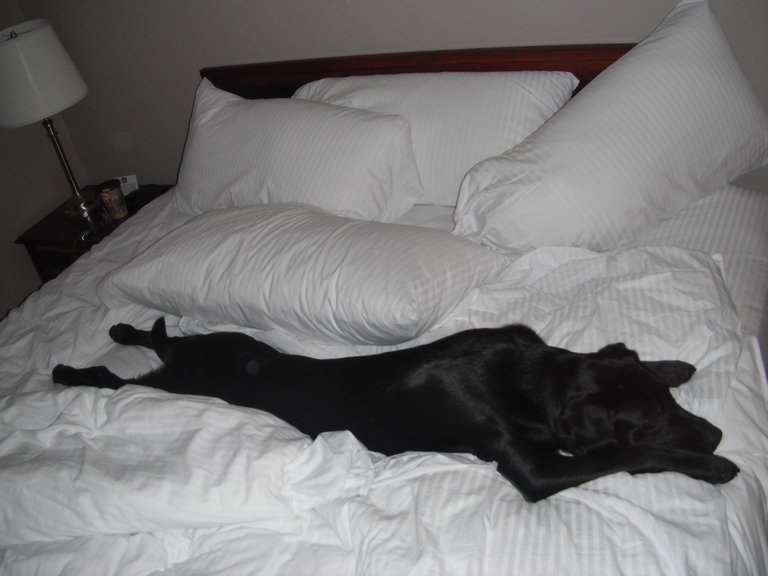 Jax bed hog.jpeg