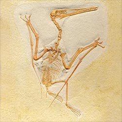 pterodactylus.jpg