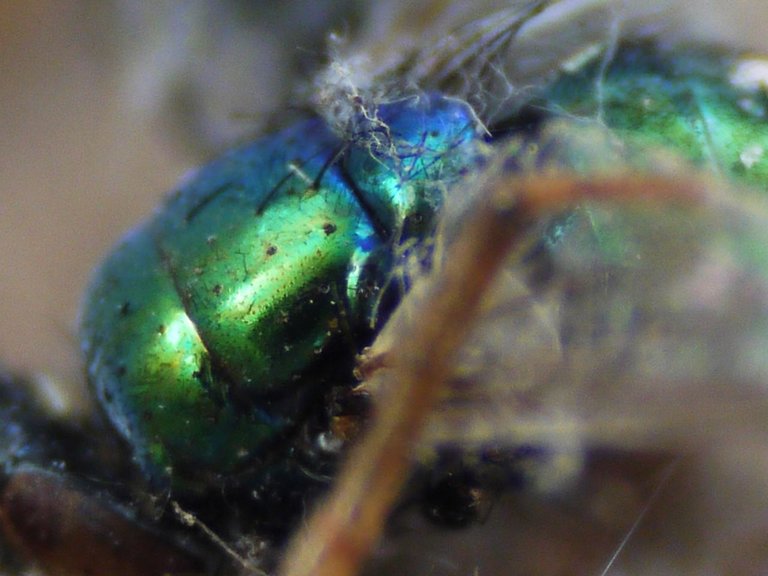 10522542013 - a dead green bottle fly amongst debris in the.jpg