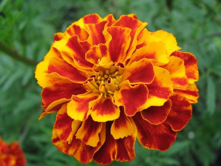 bunga-tercantik-warna-warni-marigold.jpg