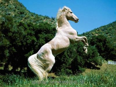 caballo_blanco.jpg