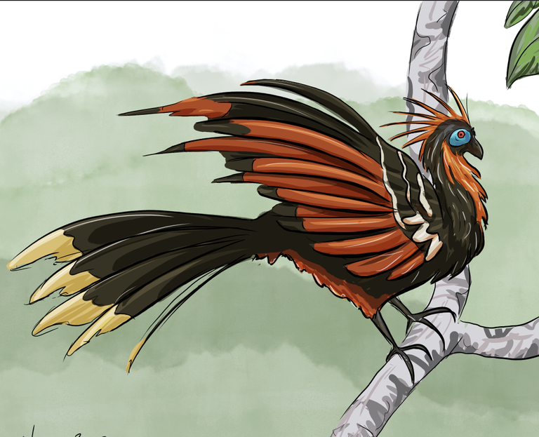 hoatzin.png