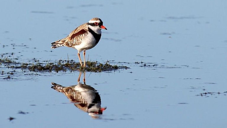 Dotteral_Black-fronted-Narawntapu-3.jpg