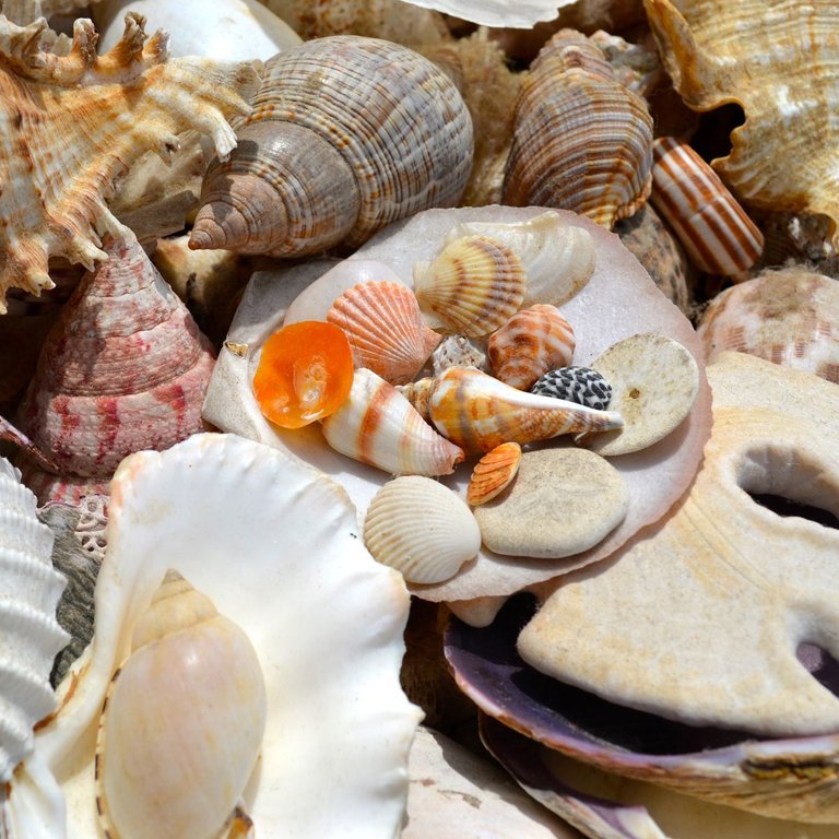 COAST_Seashells.jpg