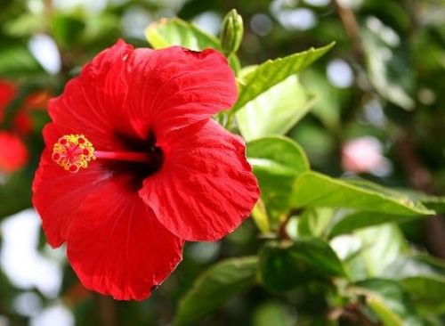 Hibiscus-hair-mask1.jpg