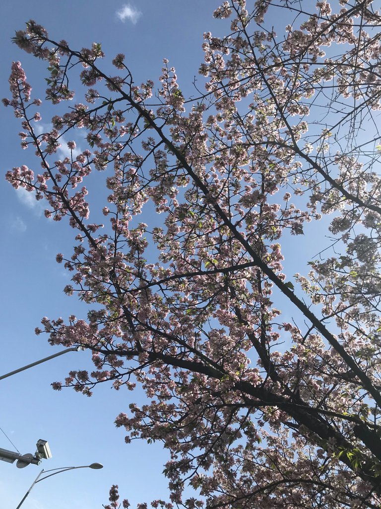 sakura.jpg